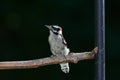 Downy wood pecker perching