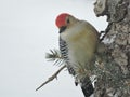 Red Bellied Wood Pecker on side of Pine Tree