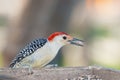 Red bellied wood pecker