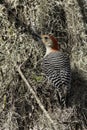 Red Bellied Wood Pecker