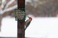 Red belied woodpecker pecking at the suet in the cage Royalty Free Stock Photo