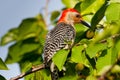 Red Bellied Woodpecker Royalty Free Stock Photo