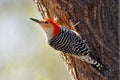 Red-Bellied Woodpecker Royalty Free Stock Photo