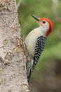 Red bellied Woodpecker Royalty Free Stock Photo