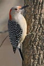 Red Bellied Woodpecker