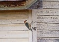 Red Bellied Woodpecker on a barn Royalty Free Stock Photo