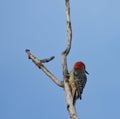 Red-Bellied Woodpecker Bird on a Dead Tree Branch Looking Over His Shoulder Royalty Free Stock Photo