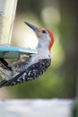 Red bellied woodpecker on Bird feeder Royalty Free Stock Photo