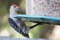 Red bellied woodpecker on Bird feeder Royalty Free Stock Photo