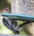 Red bellied woodpecker on Bird feeder Royalty Free Stock Photo