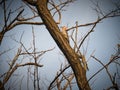 Red Bellied Woodpecker Bird Scales Side of Tree Royalty Free Stock Photo