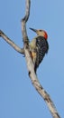 Red-Bellied Woodpecker Bird on Side of Bare Tree Branch with Long Beak, Vibrant Red Head and Black and White Pattern Feathers on