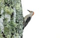 Red-bellied Woodpecker, Blue Ridge Mountains, North Carolina