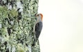 Red-bellied Woodpecker, Blue Ridge Mountains, North Carolina