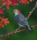 Red-bellied Woodpecker on branch in Autumn Royalty Free Stock Photo