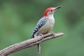 Red Bellied Woodpecker on a Branch