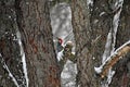 Red Bellied woodpecker climbing a tree in winter Royalty Free Stock Photo