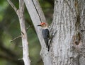 Red-Bellied Woodpecker Clinging Onto Tree Trunk Royalty Free Stock Photo
