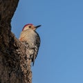 Red Bellied Woodpecker Clinging to a Dead Tree Royalty Free Stock Photo