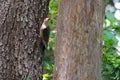 Red-bellied woodpecker clinging to a large tree trunk Royalty Free Stock Photo