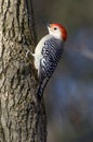 Red bellied woodpecker clinging to a tree