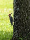 Red-bellied Woodpecker Clinging to Tree Royalty Free Stock Photo
