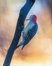 Red-Bellied Woodpecker Royalty Free Stock Photo