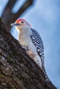 Red-Bellied Woodpecker Royalty Free Stock Photo