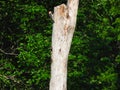 A Red-Bellied Woodpecker on a Dead Tree while Baby Northern Flicker Woodpecker Bird Pokes Its Head of the Nest in a Hole