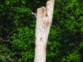 A Red-Bellied Woodpecker on a Dead Tree while Baby Northern Flicker Woodpecker Bird Pokes Its Head of the Nest in a Hole