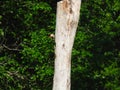 A Red-Bellied Woodpecker on a Dead Tree With a Northern Flicker Nest Just Below