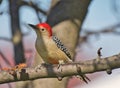 Red-bellied Woodpecker