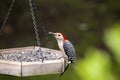 Red bellied Woodpecker eating Royalty Free Stock Photo