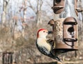 Red Bellied Woodpecker eating on a Bird Feeder Royalty Free Stock Photo