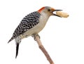 Red bellied woodpecker eats a peanut Royalty Free Stock Photo