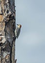 Red Bellied Woodpecker on a Florida Pine Tree Royalty Free Stock Photo