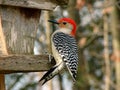 Red Bellied Woodpecker Male