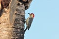 Red bellied Woodpecker Male Royalty Free Stock Photo