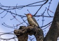 The red-bellied woodpecker - male. Royalty Free Stock Photo
