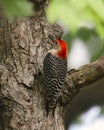 Red-bellied Woodpecker male melanerpes carolinus Royalty Free Stock Photo