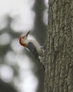 Red-bellied Woodpecker male melanerpes carolinus Royalty Free Stock Photo