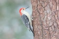 Red Bellied Woodpecker male perching on a tree trunk in winter