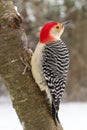Red-bellied Woodpecker (male) in the snow Royalty Free Stock Photo
