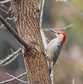 Red-bellied Woodpecker (Melanerpes carolinus) Royalty Free Stock Photo