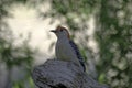 Red-bellied Woodpecker