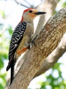 Red Bellied Woodpecker -Melanerpes carolinus Royalty Free Stock Photo