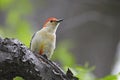 Red-bellied Woodpecker (Melanerpes carolinus) Royalty Free Stock Photo