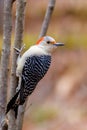 Red-bellied woodpecker (melanerpes carolinus) on a branch during fall in Wisconsin. Royalty Free Stock Photo