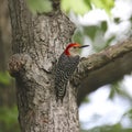 Red-bellied Woodpecker melanerpes carolinus Royalty Free Stock Photo
