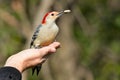 Red-bellied Woodpecker - Melanerpes carolinus Royalty Free Stock Photo